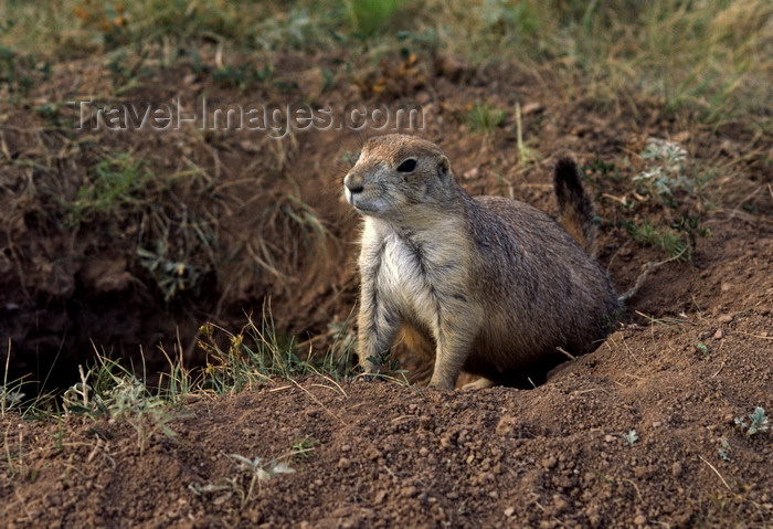usa1300: Devil's Tower, Wyoming, USA: Black-tailed Prairie Dog in hole - Cynomys ludovicianus - photo by C.Lovell - (c) Travel-Images.com - Stock Photography agency - Image Bank