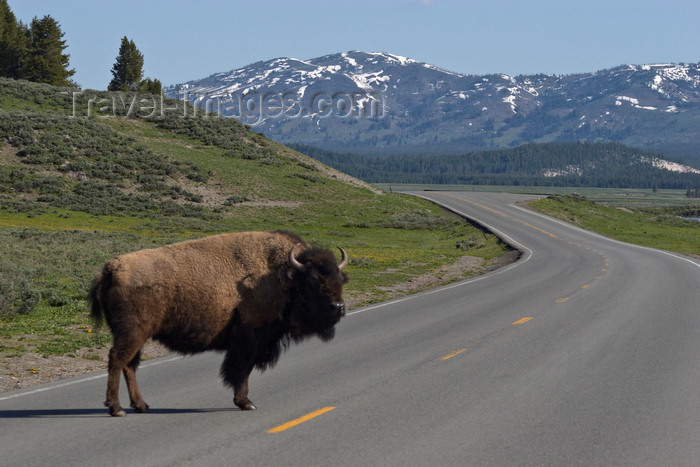usa1301: Yellowstone National Park, Wyoming, USA: stopping for wildlife can be a necessity where bull Bison have the right of way - road scene - photo by C.Lovell - (c) Travel-Images.com - Stock Photography agency - Image Bank