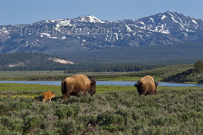 usa1302: Yellowstone National Park, Wyoming, USA: bison cows with their spring calves walk along the banks of the Fairy River looking for good pasture - photo by C.Lovell - (c) Travel-Images.com - Stock Photography agency - Image Bank
