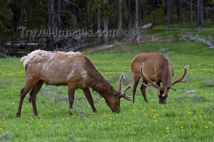 usa1303: Yellowstone National Park, Wyoming, USA: two bull Elk graze peacefully in a pasture - Cervus canadensis - stags’ antlers are shed each year - photo by C.Lovell - (c) Travel-Images.com - Stock Photography agency - Image Bank