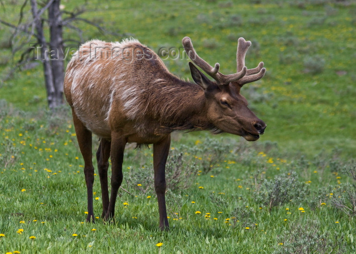 usa1304: Yellowstone National Park, Wyoming, USA: a bull Elk grazes peacefully in a pasture - Cervus canadensis - wapiti - photo by C.Lovell - (c) Travel-Images.com - Stock Photography agency - Image Bank