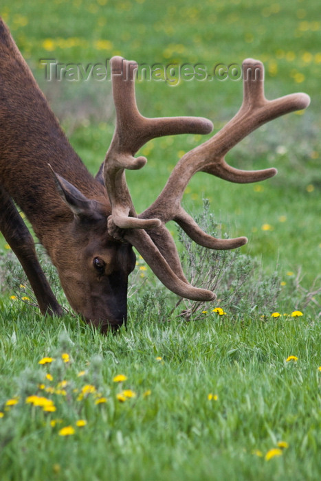 usa1305: Yellowstone National Park, Wyoming, USA: a bull Elk grazes peacefully in a pasture - Cervus canadensis - close-up of head and antlers - photo by C.Lovell - (c) Travel-Images.com - Stock Photography agency - Image Bank