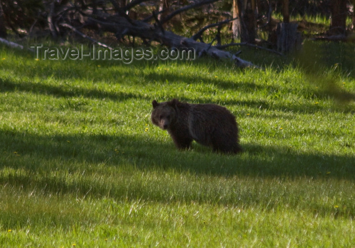 usa1306: Yellowstone National Park, Wyoming, USA: a young Grizzly Bear - Ursus arctos horribills - photo by C.Lovell - (c) Travel-Images.com - Stock Photography agency - Image Bank