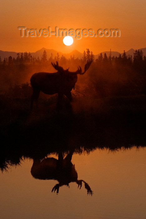 usa1307: Yellowstone National Park, Wyoming, USA: a moose - on the bank of the Yellowstone River at sunrise - reflection - Alces alces - photo by C.Lovell - (c) Travel-Images.com - Stock Photography agency - Image Bank