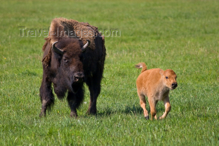 usa1308: Yellowstone National Park, Wyoming, USA: a bison cow with her frolicking calf - Bison bison - American Buffalo - photo by C.Lovell - (c) Travel-Images.com - Stock Photography agency - Image Bank