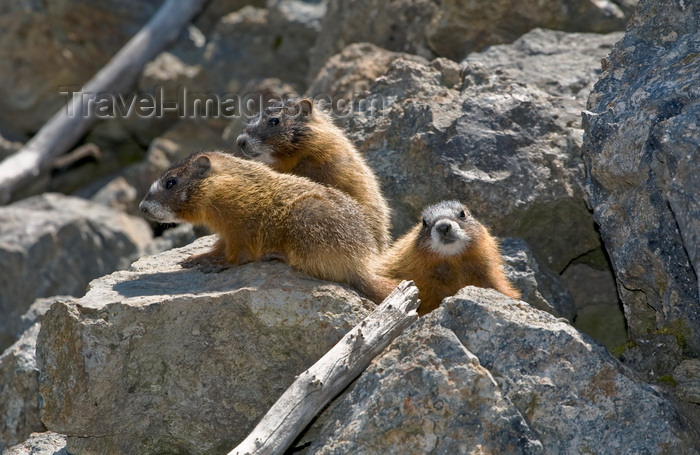usa1309: Yellowstone National Park, Wyoming, USA: Yellow Bellied Marmot - Marmota flaviventris - young amongst the rocks - photo by C.Lovell - (c) Travel-Images.com - Stock Photography agency - Image Bank