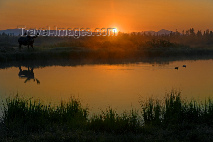 usa1310: Yellowstone National Park, Wyoming, USA: a bull moose on the banks of the Firehole River - reflection at sunset - photo by C.Lovell - (c) Travel-Images.com - Stock Photography agency - Image Bank