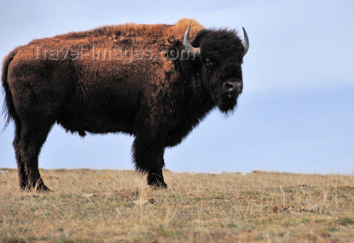 usa1312: Thunder Basin National Grassland, Wyoming, USA: imposing buffalo in the empty landscape - American Bison - photo by M.Torres - (c) Travel-Images.com - Stock Photography agency - Image Bank