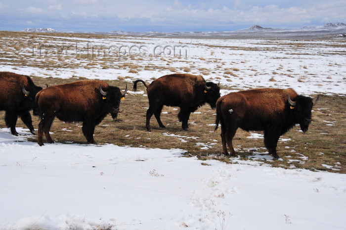 usa1313: Thunder Basin National Grassland, Wyoming, USA: buffalo herd - cattle in the semi-desertic plain - photo by M.Torres - (c) Travel-Images.com - Stock Photography agency - Image Bank