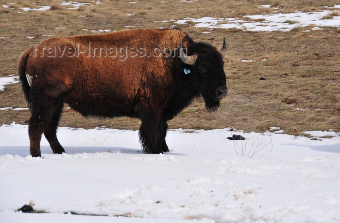 usa1314: Thunder Basin National Grassland, Wyoming, USA: buffalo in the snow - Bison bison - Wyoming uses a bison in its state flag - photo by M.Torres - (c) Travel-Images.com - Stock Photography agency - Image Bank