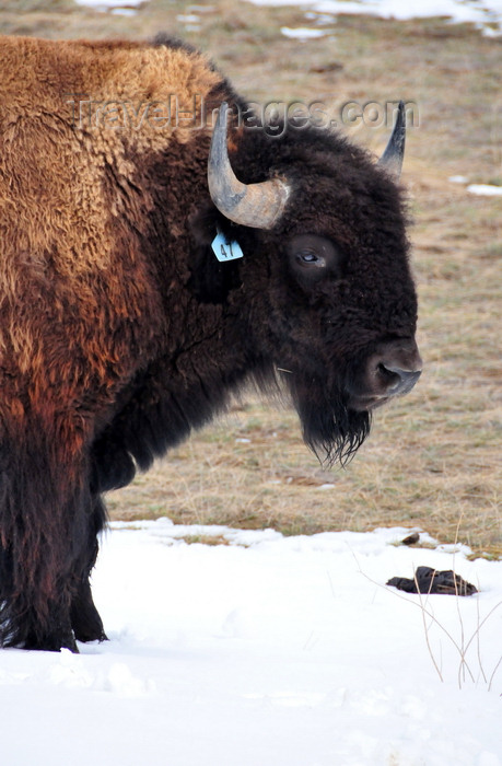 usa1315: Thunder Basin National Grassland, Wyoming, USA: buffalo head - livestock - photo by M.Torres - (c) Travel-Images.com - Stock Photography agency - Image Bank