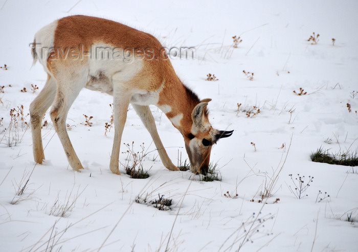 usa1317: Thunder Basin National Grassland, Wyoming, USA: an antelope struggles to find edible vegetation in the snow covered soil - photo by M.Torres - (c) Travel-Images.com - Stock Photography agency - Image Bank