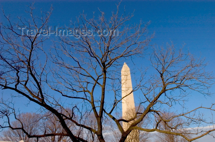 usa1353: Washington, D.C., USA: bare tree on National Mall and the Washington Monument, honoring the commander of the Continental Army - photo by C.Lovell - (c) Travel-Images.com - Stock Photography agency - Image Bank