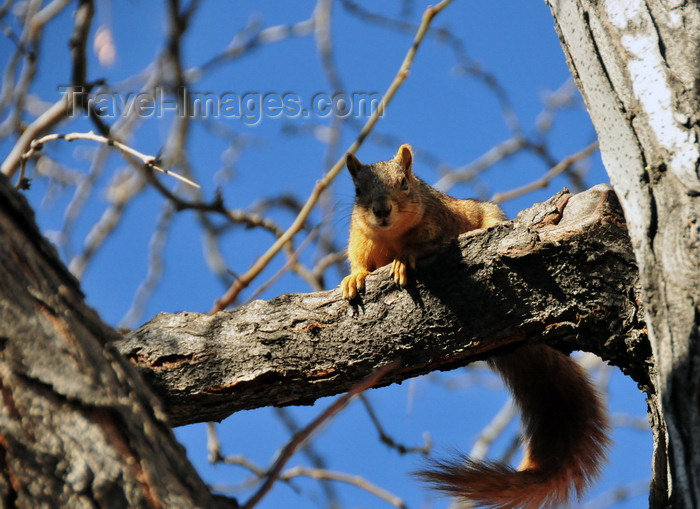 usa1419: Denver, Colorado, USA: squirrel on a tree branch - Bannock St. - photo by M.Torres - (c) Travel-Images.com - Stock Photography agency - Image Bank