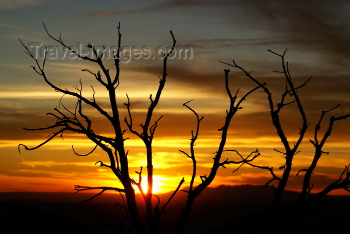 usa1475: Mesa Verde National Park, Montezuma County, Colorado, USA: sunset seen from Park Point Overlook - dead tree silhouette - photo by A.Ferrari - (c) Travel-Images.com - Stock Photography agency - Image Bank