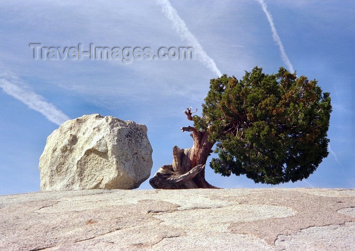 usa149: Yosemite National Park (California): between a rock and a hard place - photo by J.Kaman - (c) Travel-Images.com - Stock Photography agency - Image Bank