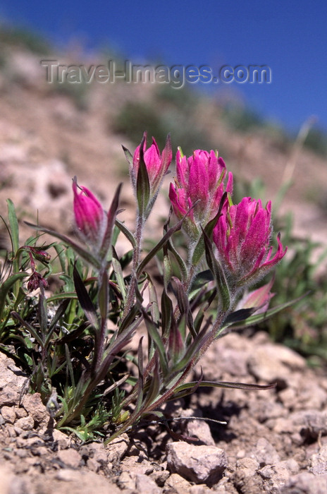 usa1493: Rio Grande National Forest, Colorado, USA: Pink Paintbrush grows at 12,000 ft - Colorado Rockies - photo by C.Lovell - (c) Travel-Images.com - Stock Photography agency - Image Bank