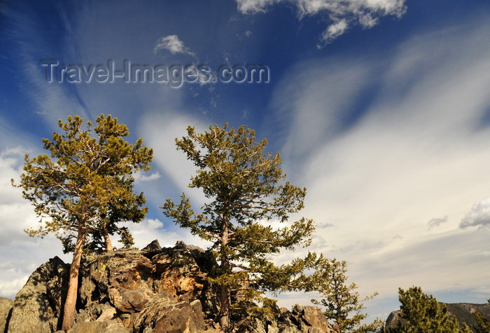 usa1521: Rocky Mountain National Park, Colorado, USA: pinetrees grow on a rocky hill - sky with Cirrus clouds - photo by M.Torres - (c) Travel-Images.com - Stock Photography agency - Image Bank