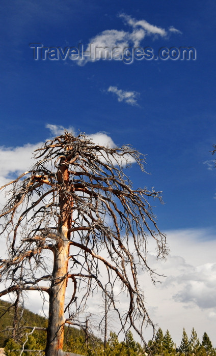 usa1525: Rocky Mountain National Park, Colorado, USA: one of many trees killed by the Lawn Lake Dam flood - photo by M.Torres - (c) Travel-Images.com - Stock Photography agency - Image Bank