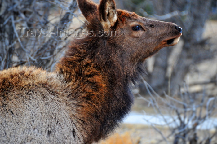 usa1527: Estes Park, Larimer County, Colorado, USA: elk close-up - photo by M.Torres - (c) Travel-Images.com - Stock Photography agency - Image Bank