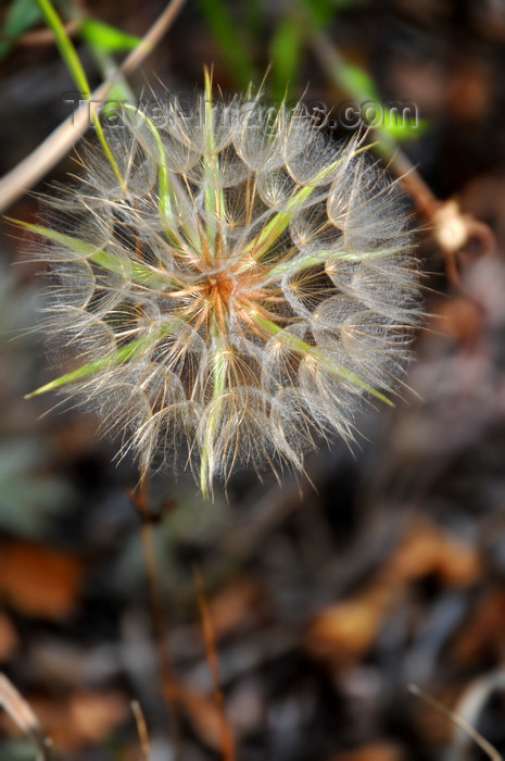 usa1531: Roosevelt National Forest - Poudre Canyon, Larimer County, Colorado, USA: Tragopogon dubius - Western salsify or goatsbeard ) - puff-like cluster of parachute seeds - one-seeded achenes - Wishie or Clock - photo by M.Torres - (c) Travel-Images.com - Stock Photography agency - Image Bank