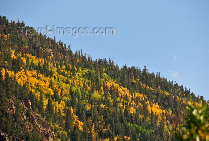 usa1533: Roosevelt National Forest - Poudre Canyon, Larimer County, Colorado, USA: forest with Fall foliage above CO 14 road - Poudre Canyon Hwy - photo by M.Torres - (c) Travel-Images.com - Stock Photography agency - Image Bank