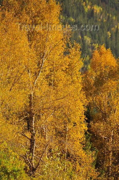 usa1534: Roosevelt National Forest - Poudre Canyon, Larimer County, Colorado, USA: trees in Autumn colours - CO 14 road - Poudre Canyon Hwy - photo by M.Torres - (c) Travel-Images.com - Stock Photography agency - Image Bank