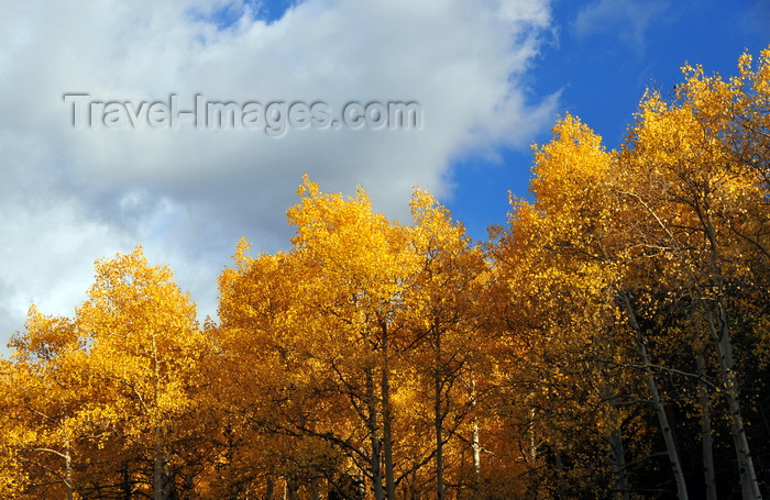 usa1537: Roosevelt National Forest - Poudre Canyon, Larimer County, Colorado, USA: the colours of Autumn - CO 14 road - Poudre Canyon Hwy - photo by M.Torres - (c) Travel-Images.com - Stock Photography agency - Image Bank