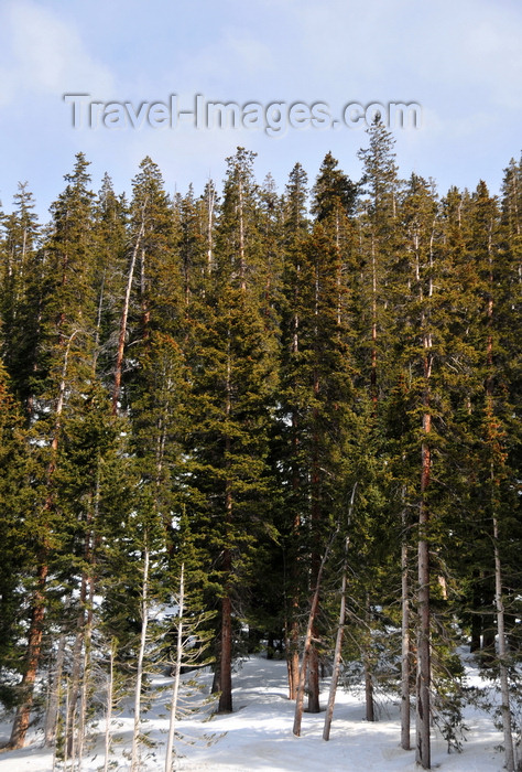 usa1541: Arapaho National Forest, Colorado, USA: tall trees along US 6 highway - winter scene - photo by M.Torres - (c) Travel-Images.com - Stock Photography agency - Image Bank