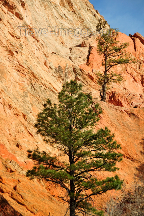 usa1545: Colorado Springs, El Paso County, Colorado, USA: Garden of the Gods - pinetrees grow on the rock - photo by M.Torres - (c) Travel-Images.com - Stock Photography agency - Image Bank