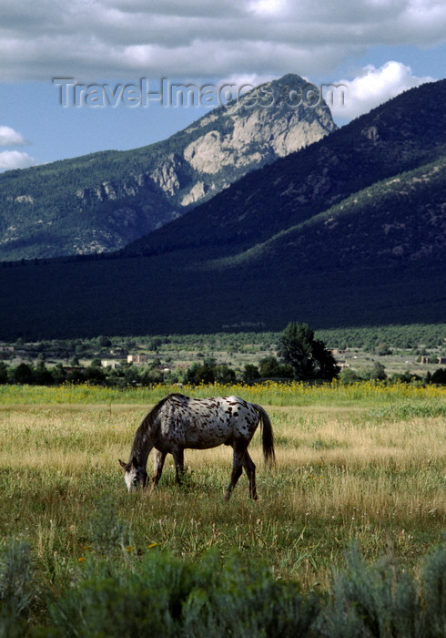 usa1603: Pueblo de Taos, New Mexico, USA: Apaloosa horse grazes on the Indian Reservation land near the Pueblo - photo by C.Lovell - (c) Travel-Images.com - Stock Photography agency - Image Bank