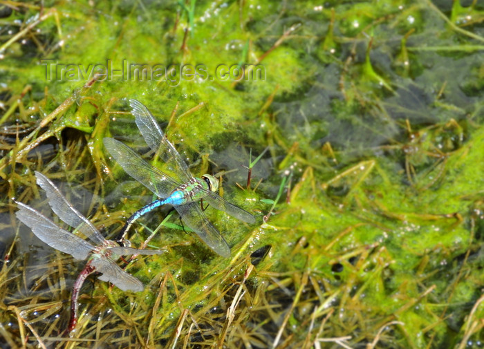 usa1622: Living Desert State Park, New Mexico, USA: Chihuahuan desert - dragonflies prepare for mating - photo by M.Torres - (c) Travel-Images.com - Stock Photography agency - Image Bank