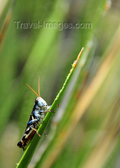 usa1628: Living Desert State Park, New Mexico, USA: Chihuahuan desert - grasshopper on a sotol plant - Dasylirion leiophyllum - photo by M.Torres - (c) Travel-Images.com - Stock Photography agency - Image Bank