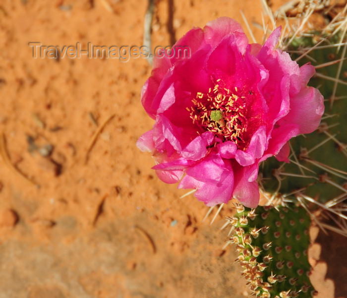 usa1639: Canyonlands National Park, Utah, USA: pink cactus flower in Island in the Sky district - photo by M.Torres - (c) Travel-Images.com - Stock Photography agency - Image Bank