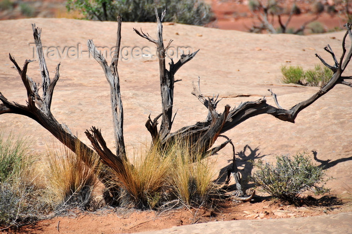 usa1654: Arches National Park, Utah, USA: Park Avenue trail - dead juniper on the valley's floor - photo by M.Torres - (c) Travel-Images.com - Stock Photography agency - Image Bank