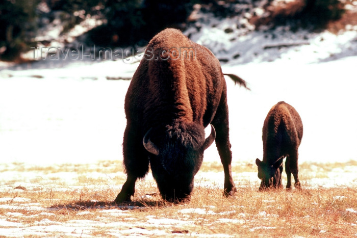 usa172: Yellowstone NP, Wyoming, USA: bison with calf - in the snow - American Buffalo - photo by J.Fekete - (c) Travel-Images.com - Stock Photography agency - Image Bank