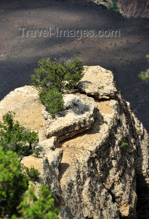 usa1869: Grand Canyon National Park, Arizona, USA: South Rim - ponderosa pine on a butte top - photo by M.Torres - (c) Travel-Images.com - Stock Photography agency - Image Bank