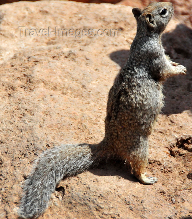 usa1871: Grand Canyon National Park, Arizona, USA: South Rim - a rock squirrel scans the horizon - Spermophilus variegatus - photo by M.Torres - (c) Travel-Images.com - Stock Photography agency - Image Bank