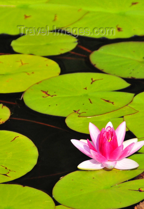usa1930: Georgetown, Maine, New England, USA: water lily with flower - photo by M.Torres - (c) Travel-Images.com - Stock Photography agency - Image Bank
