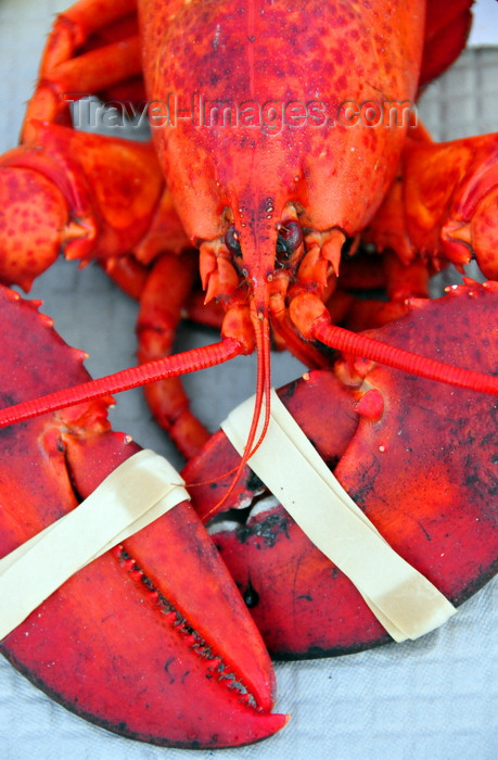 usa1933: Five Islands, Georgetown Island, Maine, New England, USA: locally caught lobster, cooked and ready to eat - lobster pincers rubber banded together - Five Islands Lobster Co. - photo by M.Torres - (c) Travel-Images.com - Stock Photography agency - Image Bank