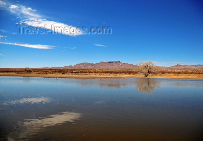 usa1950: Bosque del Apache National Wildlife Refuge, Socorro County, New Mexico, USA: Rio Grande floodplain administered administered by the U.S. Fish and Wildlife Service - photo by M.Torres - (c) Travel-Images.com - Stock Photography agency - Image Bank