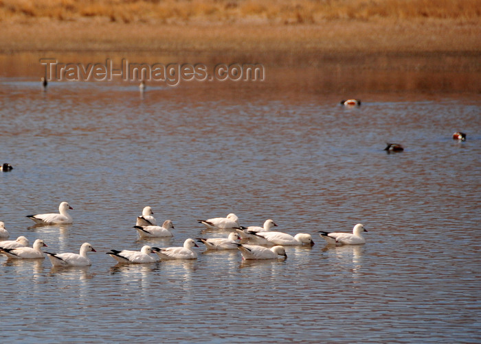 usa1951: Bosque del Apache National Wildlife Refuge, Socorro County, New Mexico, USA: flock of Ross's Geese in the water - Chen rossii - wildfowl - photo by M.Torres - (c) Travel-Images.com - Stock Photography agency - Image Bank