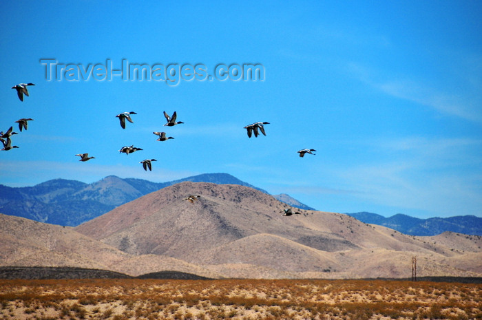 usa1952: Bosque del Apache National Wildlife Refuge, Socorro County, New Mexico, USA: wild ducks in flight - wildfowl - photo by M.Torres - (c) Travel-Images.com - Stock Photography agency - Image Bank