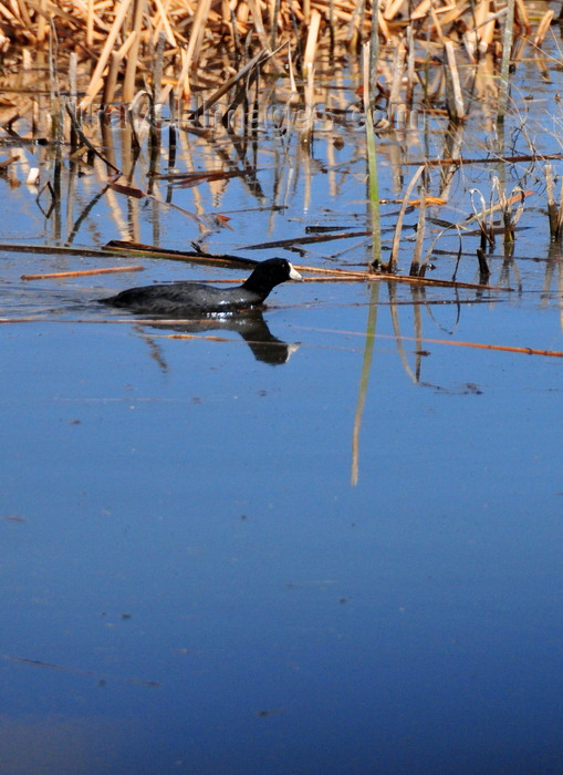 usa1953: Bosque del Apache National Wildlife Refuge, Socorro County, New Mexico, USA: American coot in the reeds - Fulica americana - photo by M.Torres - (c) Travel-Images.com - Stock Photography agency - Image Bank