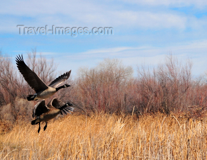 usa1954: Bosque del Apache National Wildlife Refuge, Socorro County, New Mexico, USA: Canadian geese landing - Branta canadensis - wildfowl - photo by M.Torres - (c) Travel-Images.com - Stock Photography agency - Image Bank
