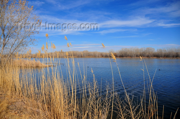 usa1957: Bosque del Apache National Wildlife Refuge, Socorro County, New Mexico, USA: tranquil pond - photo by M.Torres - (c) Travel-Images.com - Stock Photography agency - Image Bank