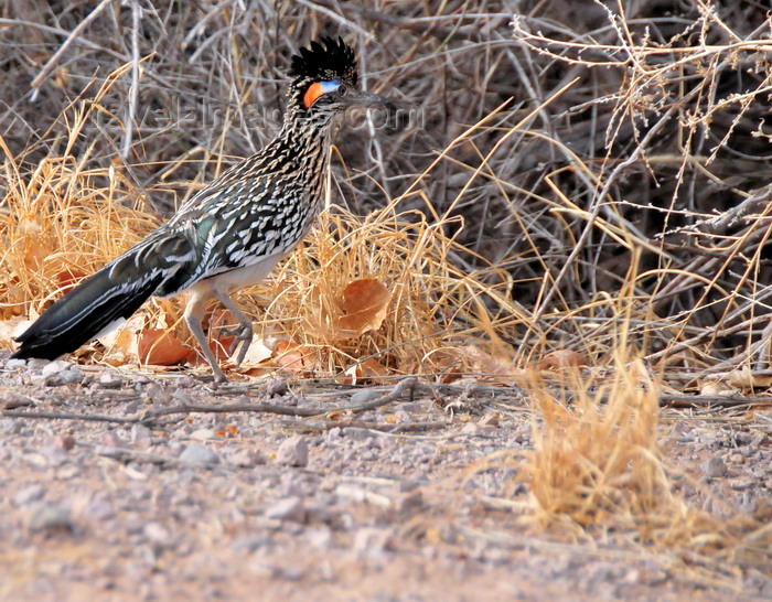 usa1958: Bosque del Apache National Wildlife Refuge, Socorro County, New Mexico, USA: Greater Roadrunner - Geococcyx californianus - photo by M.Torres - (c) Travel-Images.com - Stock Photography agency - Image Bank
