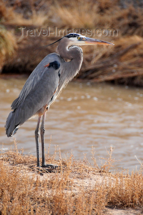 usa1959: Bosque del Apache National Wildlife Refuge, Socorro County, New Mexico, USA: Great Blue Heron surveys the water for prey - Ardea herodias - photo by M.Torres - (c) Travel-Images.com - Stock Photography agency - Image Bank