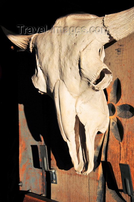 usa1989: Albuquerque, Bernalillo County, New Mexico, USA: Old City - cow skull - Rattlesnake museum door - photo by M.Torres - (c) Travel-Images.com - Stock Photography agency - Image Bank