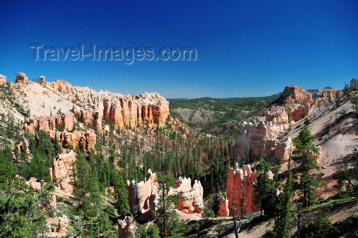 usa2004: Bryce Canyon National Park, Utah, USA: Swamp Canyon - hoodoos and fir trees - photo by M.Torres - (c) Travel-Images.com - Stock Photography agency - Image Bank